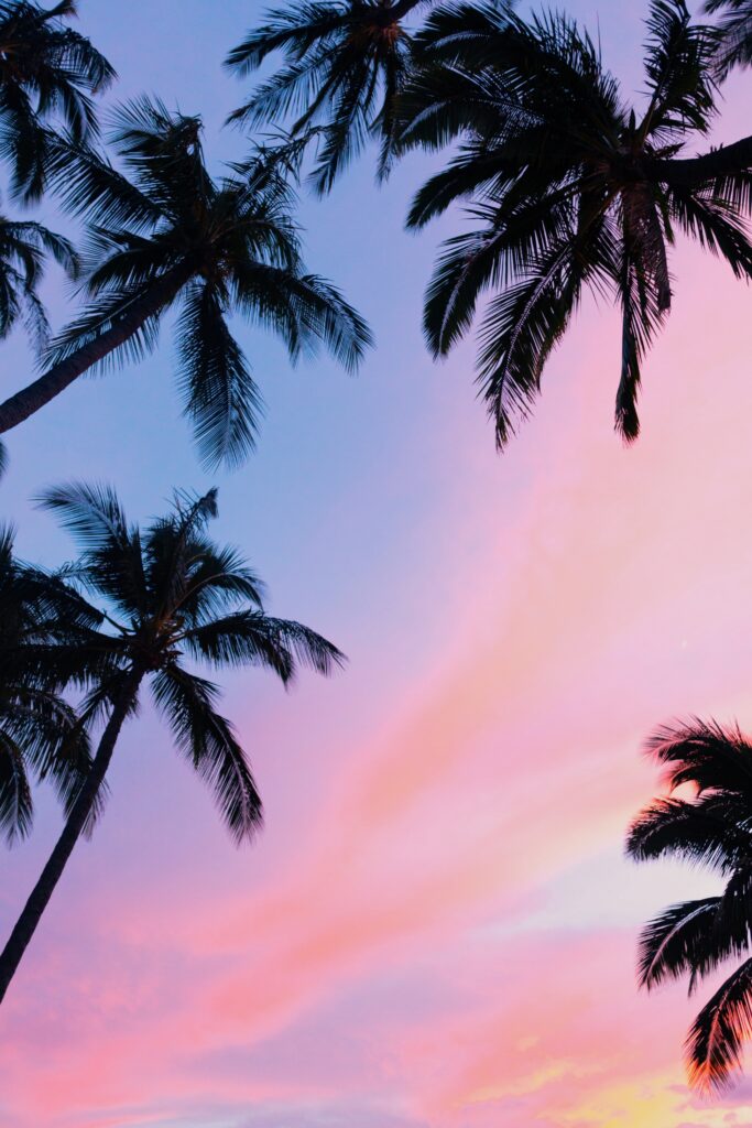 Black silhouettes of palm trees against a sunset of purple, pink and orange shades.