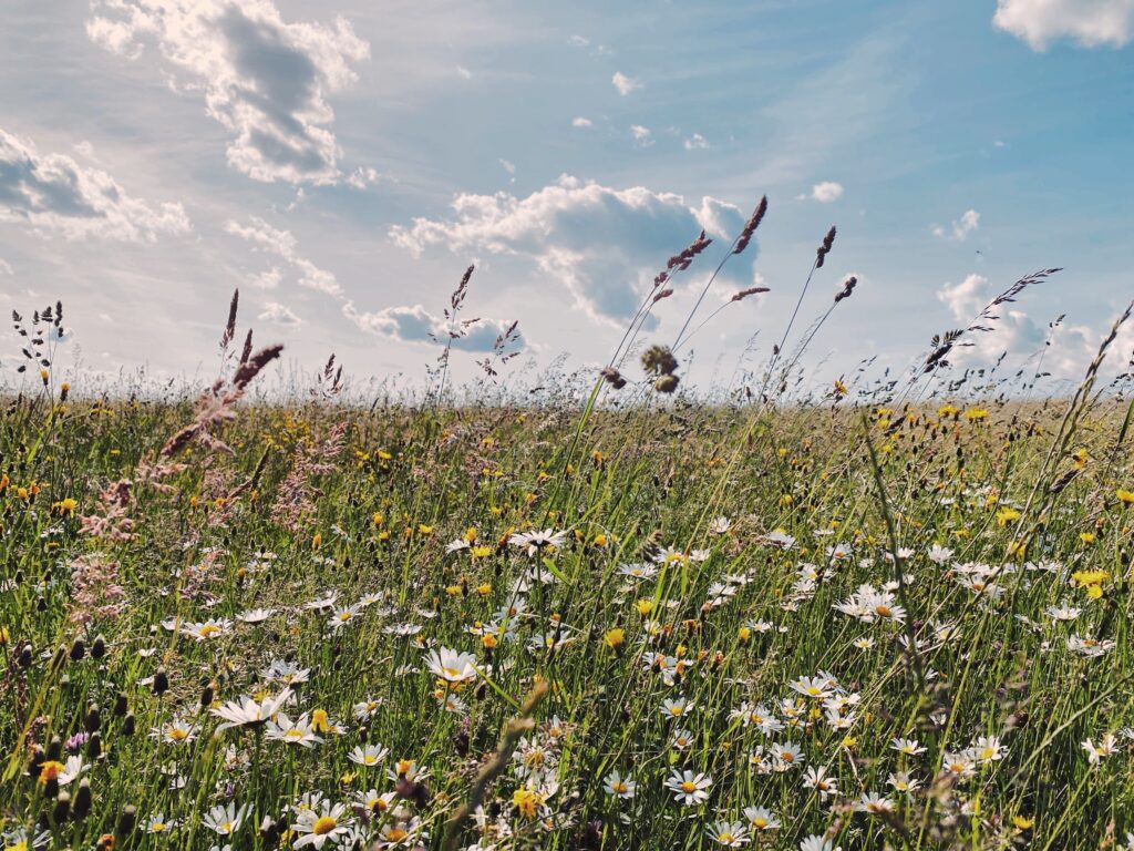 A green field filled with daisies and dandelions, beneath a baby blue sky scattered with clouds. The image mimicks the freedom that the boys in Close had before limiting themselves after judgement from classmates.