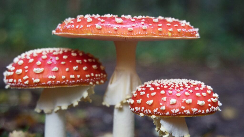 three red mushrooms with white spots growing in the woods. mushrooms' hallucinogenic ingredient and MDMA will be used as mental health treatments in Australia.