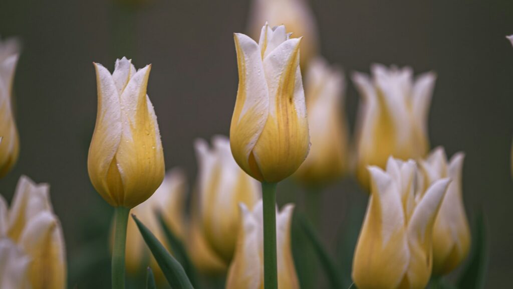 Image shows a bunch of yellow tulips.