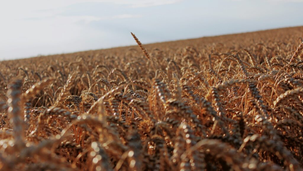 brown grain in a field backed by blue sky