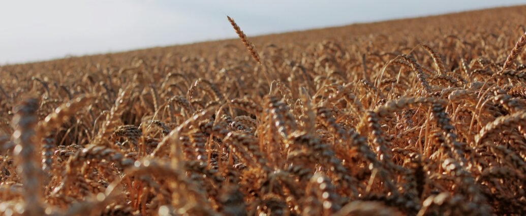 brown grain in a field backed by blue sky