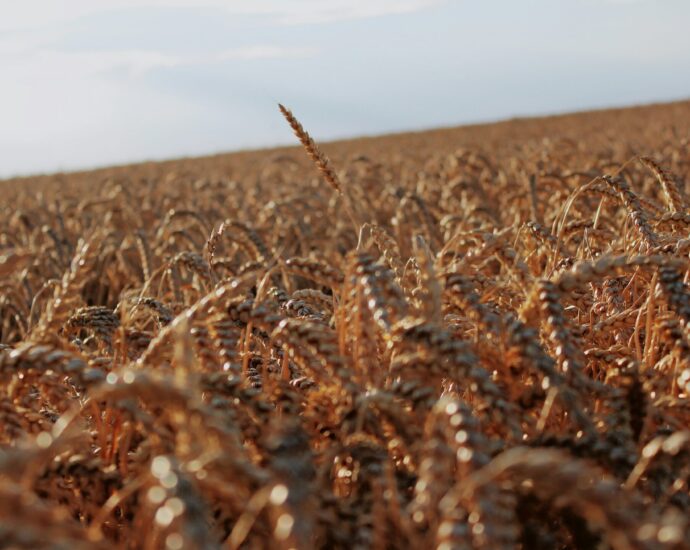 brown grain in a field backed by blue sky