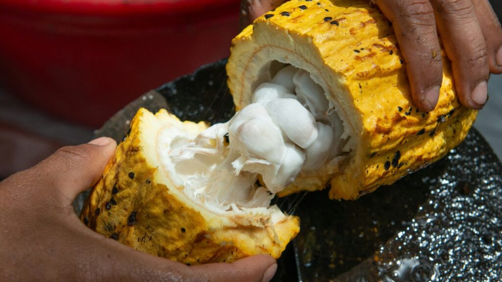 Cocoa bean on cocoa production farm.