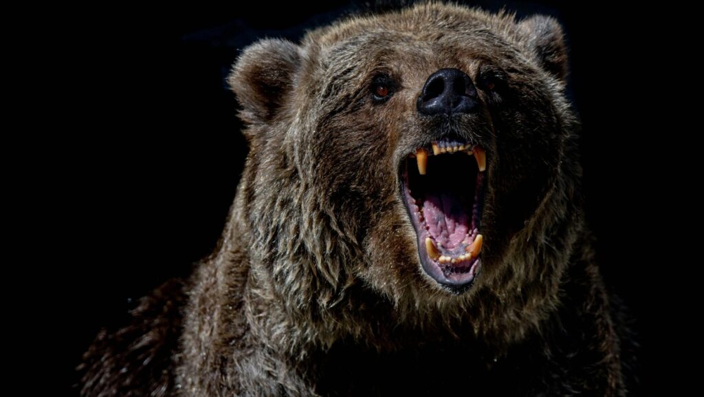 brown bear with blue eyes.