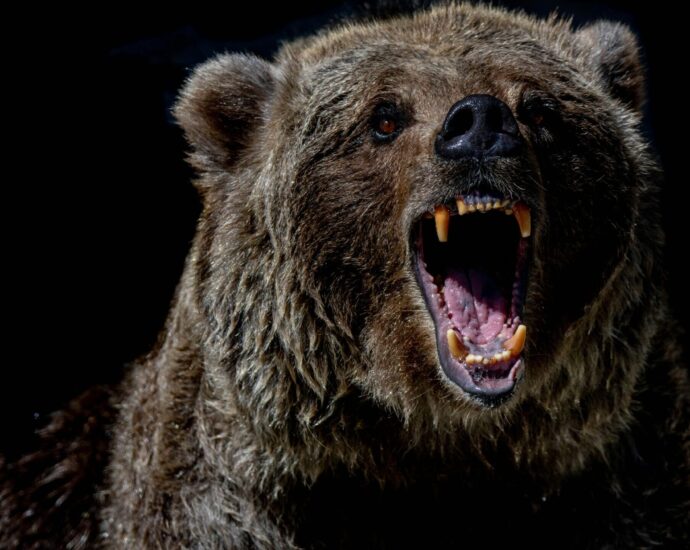 brown bear with blue eyes.