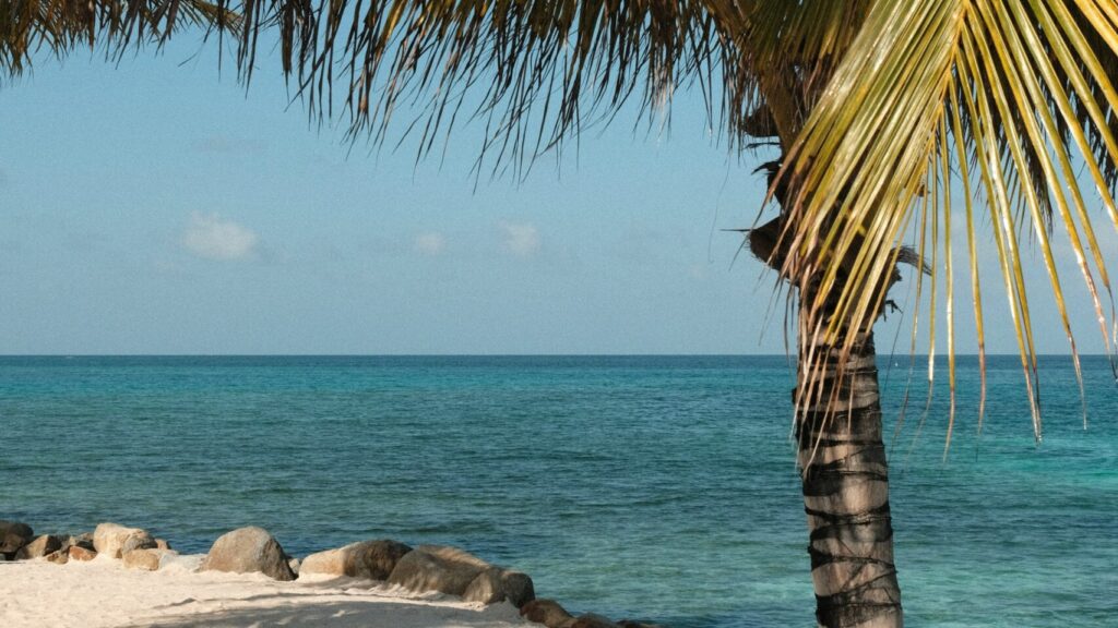 palm tree and blue seas