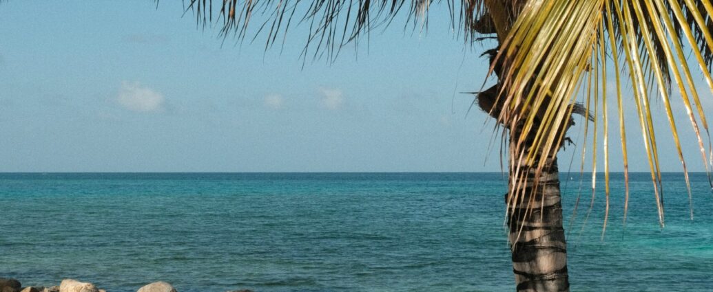 palm tree and blue seas