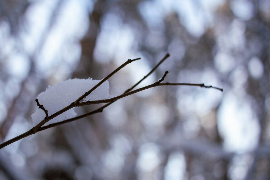 Branch in the outdoors