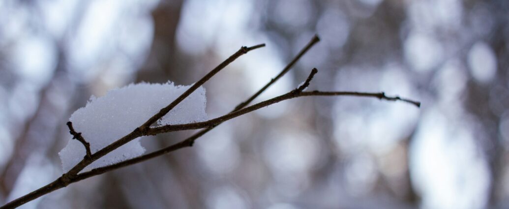 Branch in the outdoors