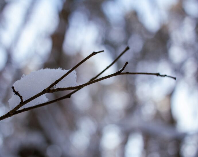 Branch in the outdoors