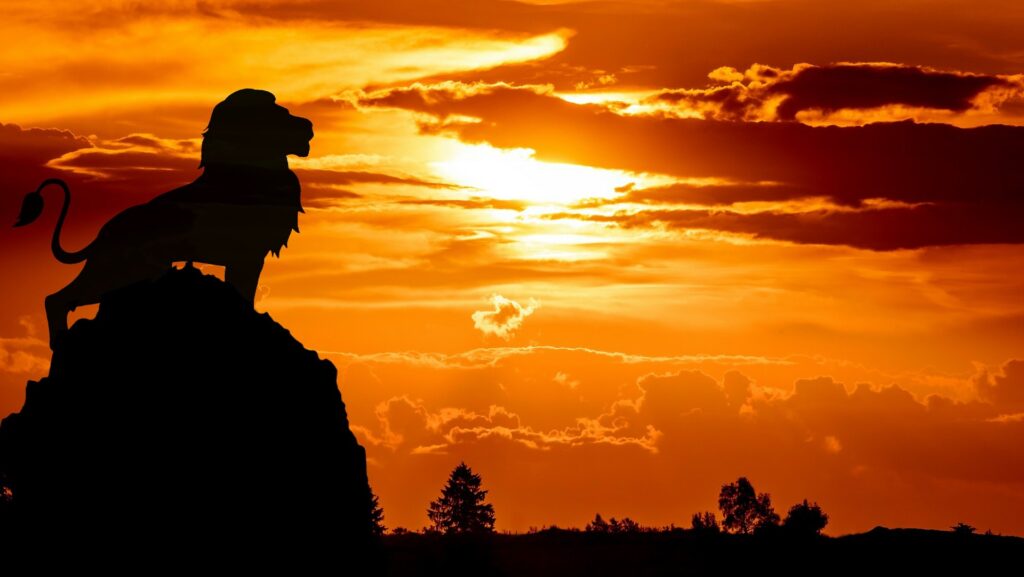 Lion standing on rock at sunset