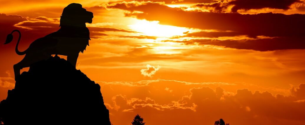 Lion standing on rock at sunset