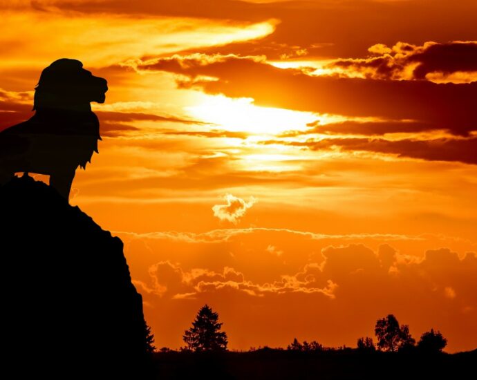 Lion standing on rock at sunset